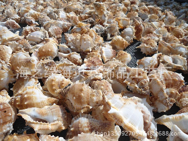 天然赤蛙螺 海螺贝壳工艺品批发 刺蛙螺 骨螺 地摊热卖商品 装饰