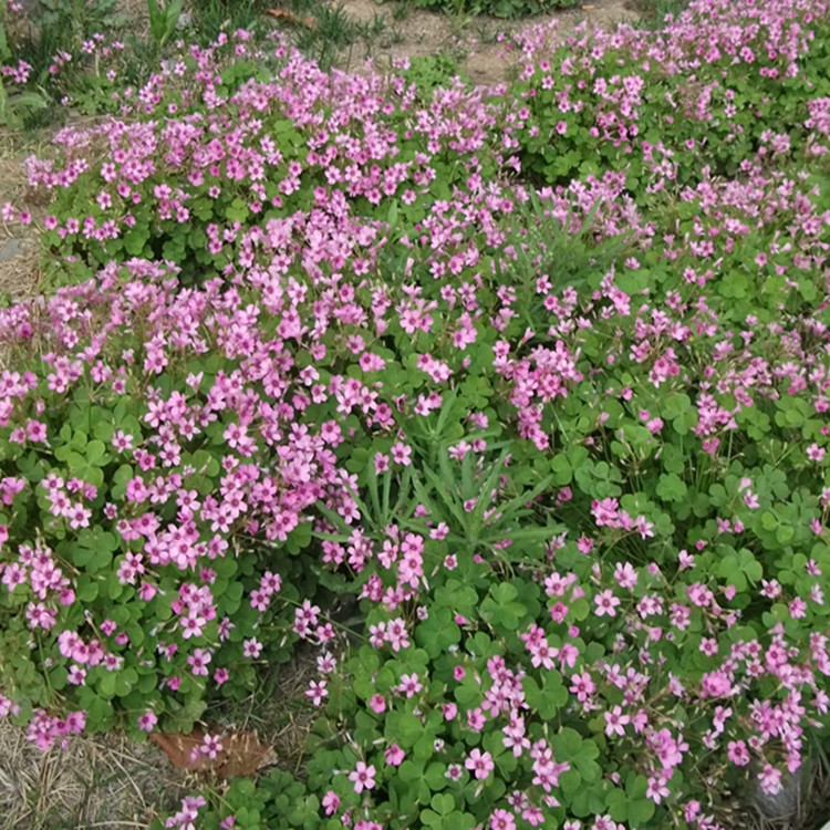 批发草花地被类花境绿化苗 紫花红花醡浆草 三叶草 白三叶红三叶