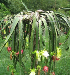 批发 七星剑花 霸王花 广东特产 新品上市 特价 促销