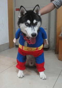 狗狗衣服超人服装 秋冬装 泰迪衣服小狗 宠物衣服批发 定做加工