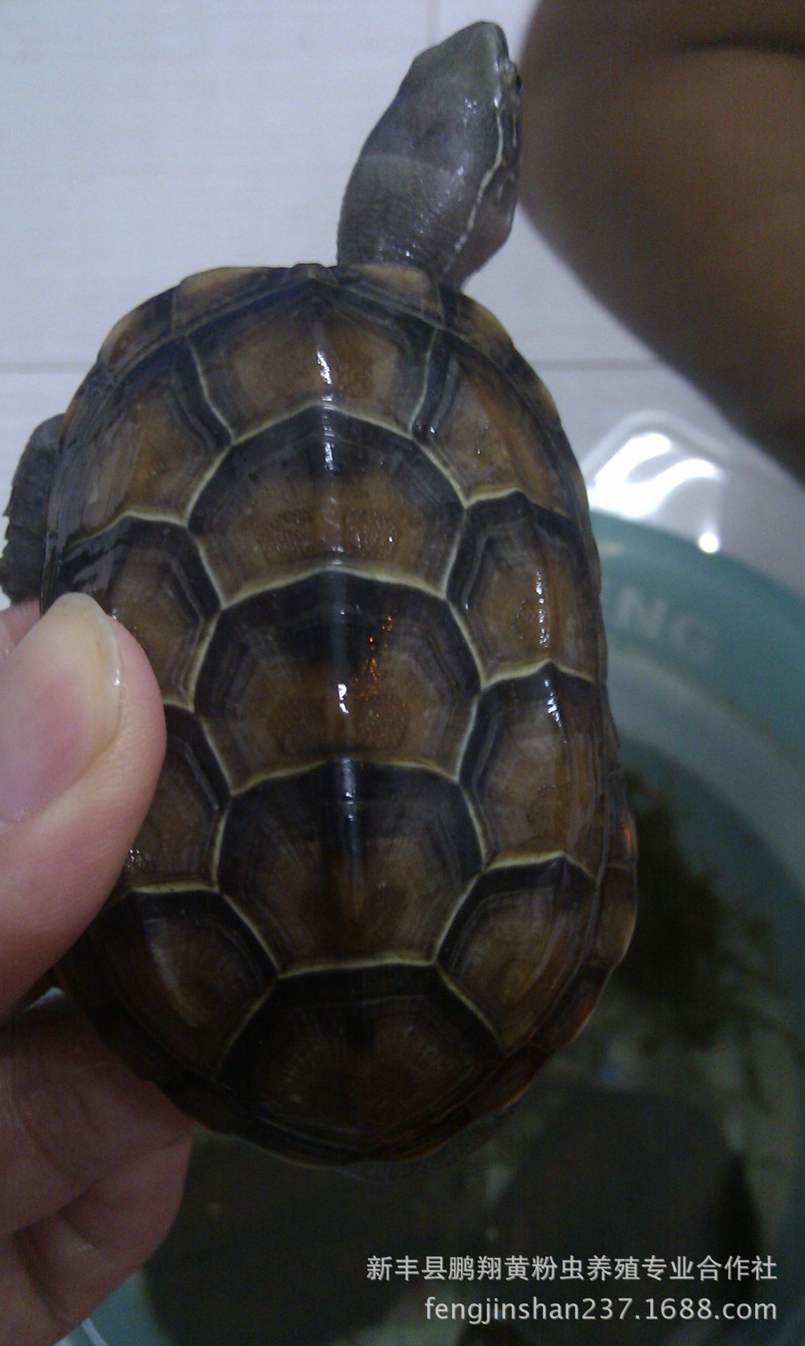 中华龟价格 中华草龟背甲7公分 金线草龟品种