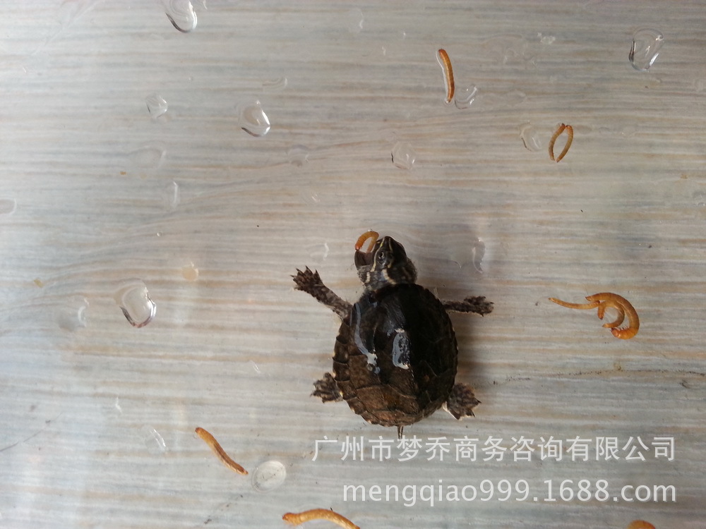 【麝香龟 麝香龟苗批发 进口龟苗背甲2~2.5cm