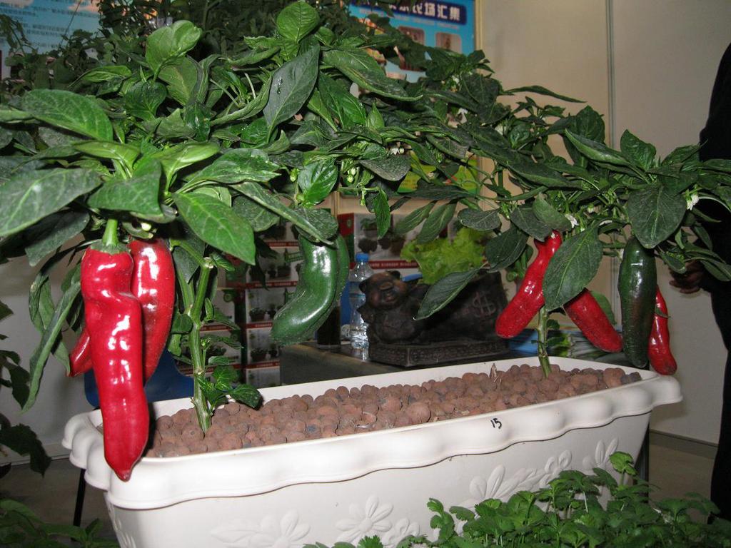 阳台辣椒栽培种植与育苗品种的选择