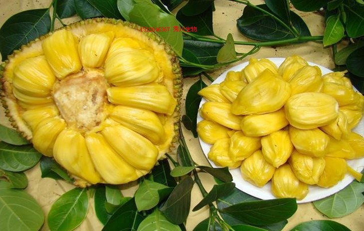 2016供应菠萝蜜苗高30cm以上热带水果苗树菠萝 蜜冬瓜,牛肚子果