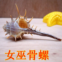 厂家直批 天然长刺螺小刺螺女巫骨螺 贝壳海螺 diy装饰摆设 批发