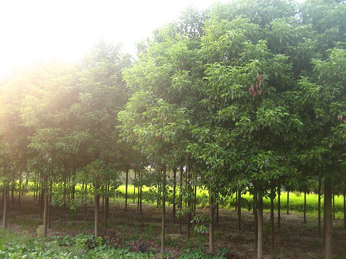 供应香樟木乌樟树道路小区风景绿化树胸径4公分湖南郴州苗木场