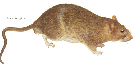 连续捕鼠器工厂药环保安全杀鼠捉鼠 安全饵盒 褐家鼠 又称沟鼠