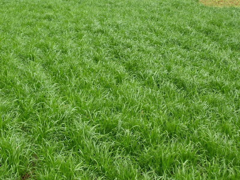 常年出售各种草皮 混播护坡草坪种子 黑麦草 高羊茅 早熟禾