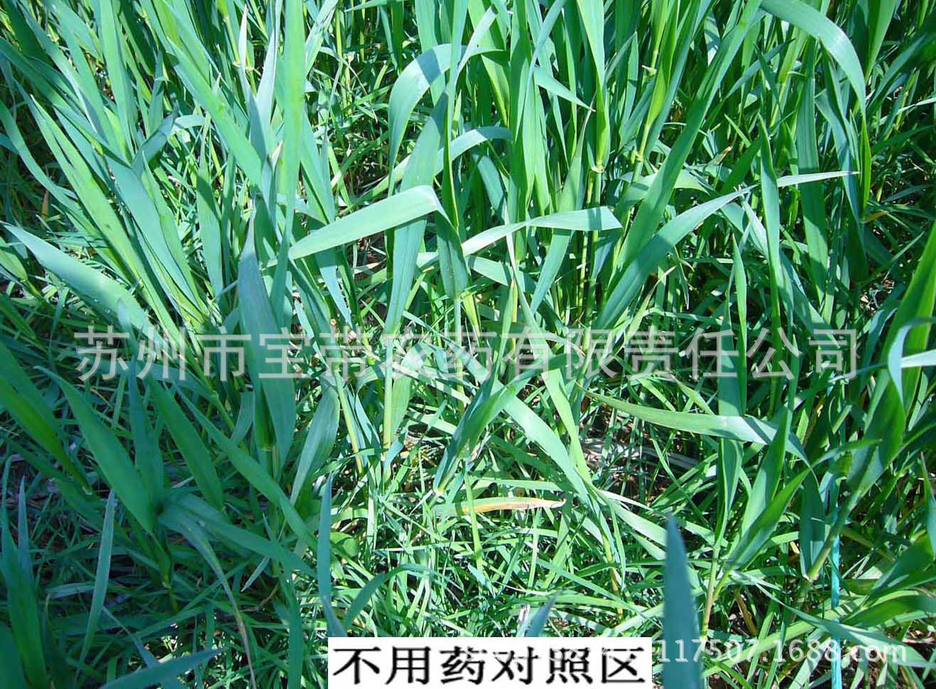 厂家供应专业麦田,大蒜田除草剂 可湿性粉剂