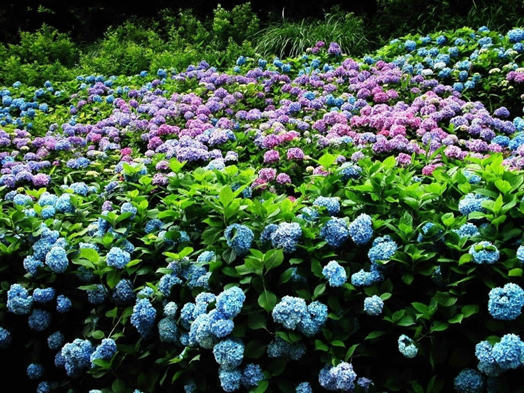 供应地被绿植盆栽八仙花草绣球别名绣球花变色花八仙绣球