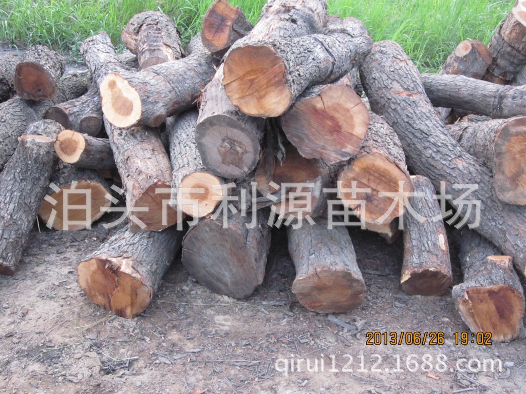 【枣木-枣木原木--工艺枣木--雕刻枣木】价格,批发,商