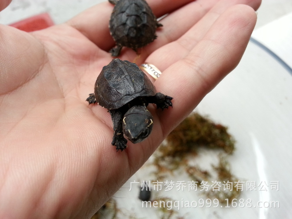宠物仙剑蜥蜴另类麝香活体龟【v宠物小型宠物】另类6临阳道闲卿宠物图片