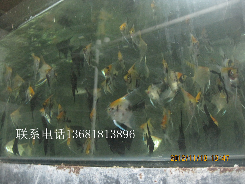热带观赏鱼养殖基地大量供应批发 红绿灯鱼 渔