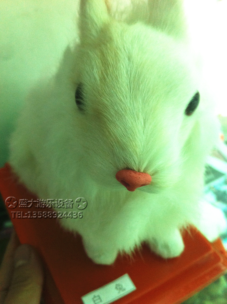 兔子动物标本 小白兔灰兔 幼儿园教具 教学设施