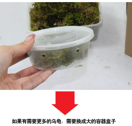 【龟种类 越南龟 安缘龟 佛龟 各类龟苗批发零售