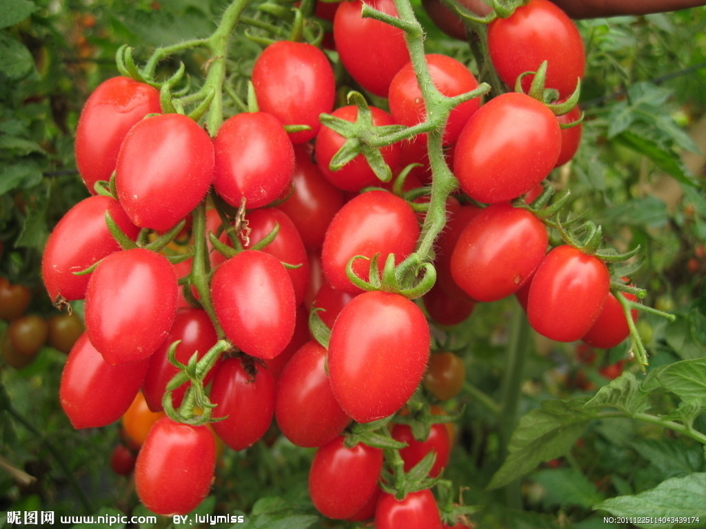 海南千禧果 圣女果 小番茄 饱满沙甜 冬季大量供