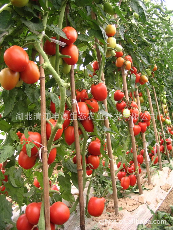 农产品批发 阳台蔬菜 菜园盆栽 常规种 大番茄西