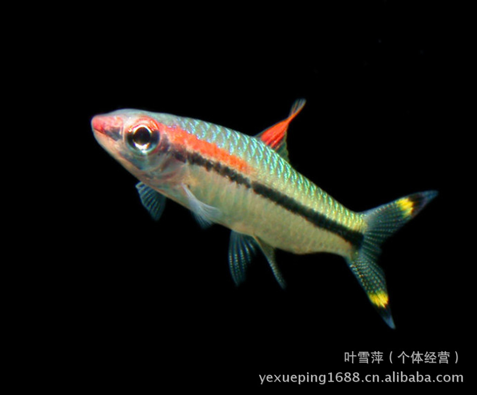 上海热带观赏鱼养殖基地大量供应批发 一眉道人鱼 渔场自产自销