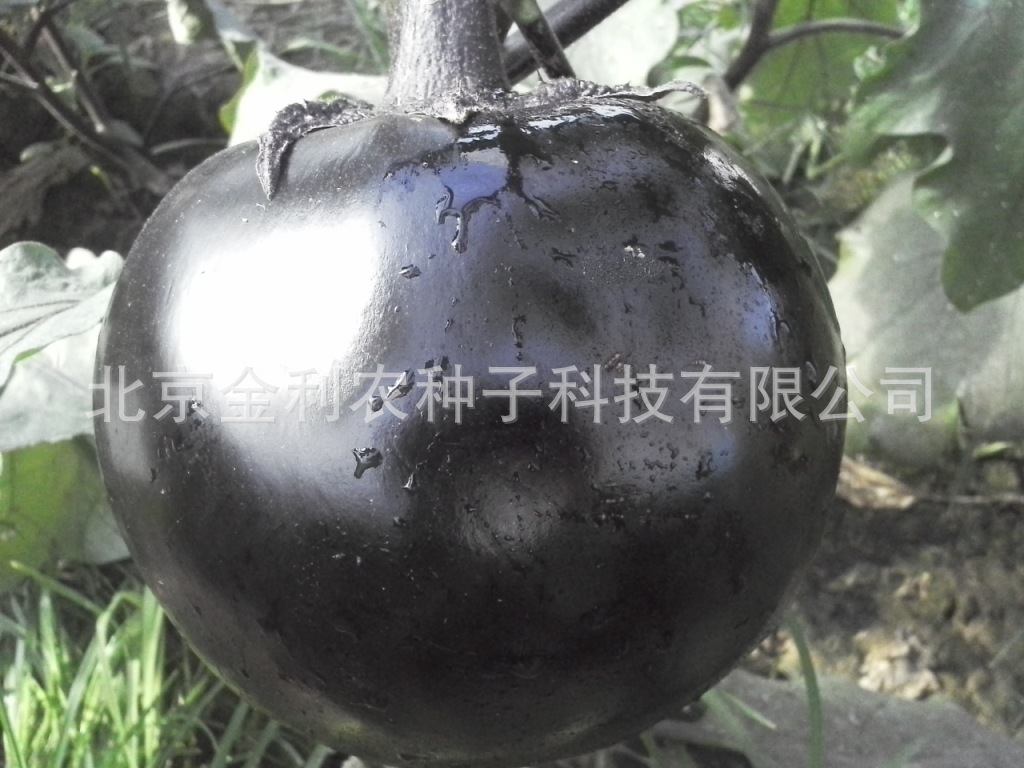 圆茄早熟紫黑色高产茄子种子