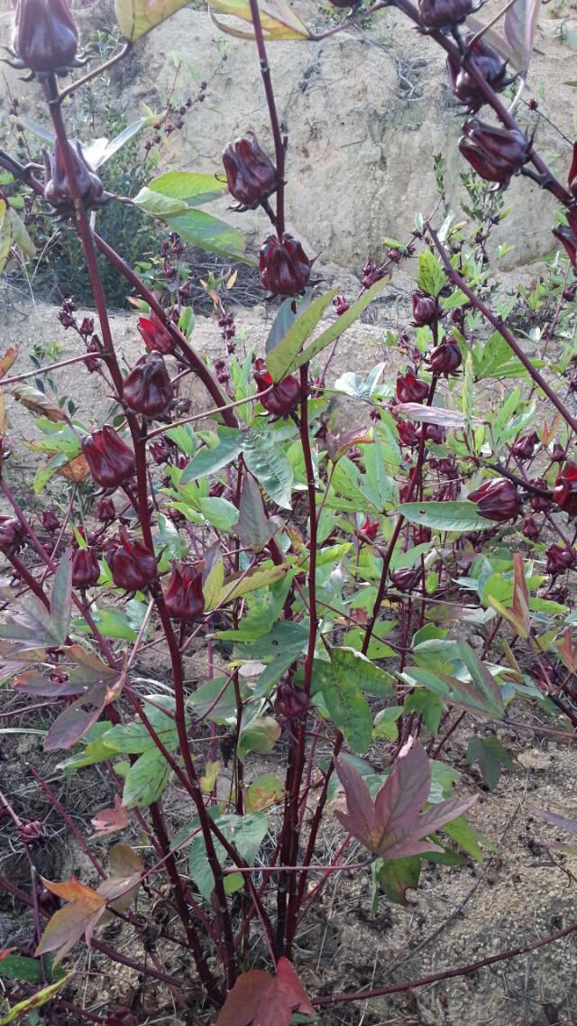 公司4000亩玫瑰茄/洛神花种植基地正式进入大丰收时节