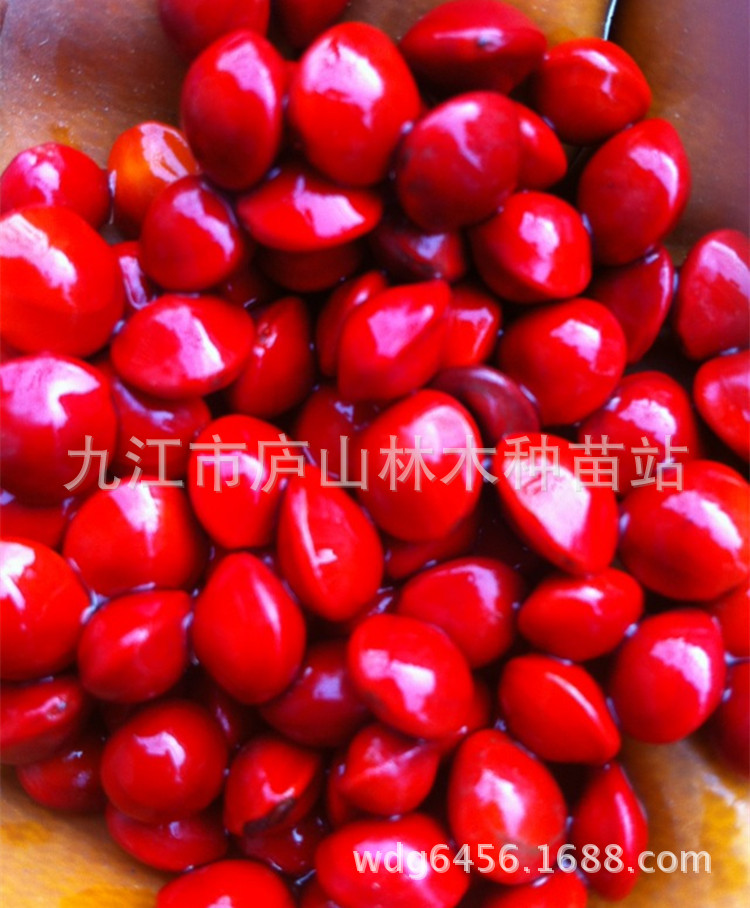 【供应台湾红豆种子 红豆种子 珍稀树种子林木