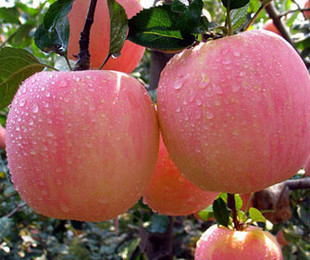 盆栽 地栽果树苗 苹果树苗 南方苹果新品种 南方巨森苹果苗3年苗