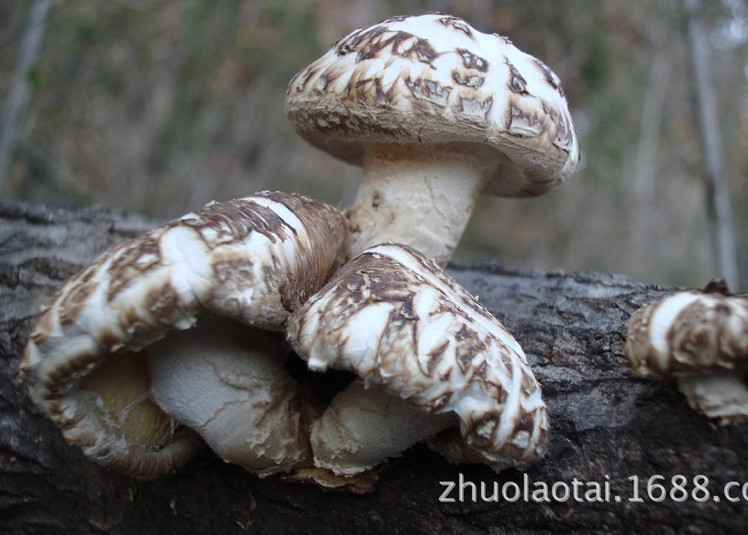 批发 粤北特大花菇 香菇 冬菇 120克/个 新品上市 特价促销