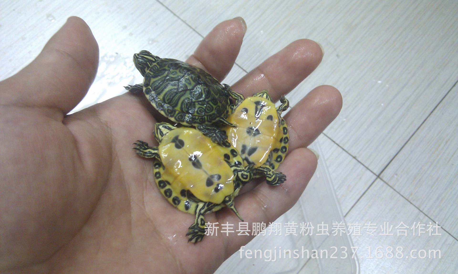 【火焰龟 红腹火焰龟 特级进口龟苗 背甲3~3.5