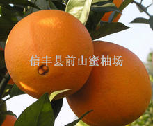 供应精品 信丰脐橙 新鲜橙子 新品上市 橙子厂家