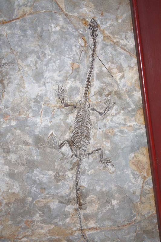 古生物化石 潜龙化石 辽西凌源化石一组 精品收藏欣赏