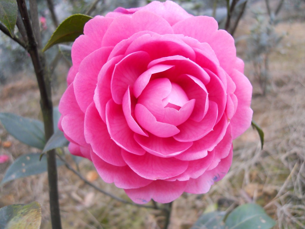 预订茶花传统名品"花鹤翎"苗