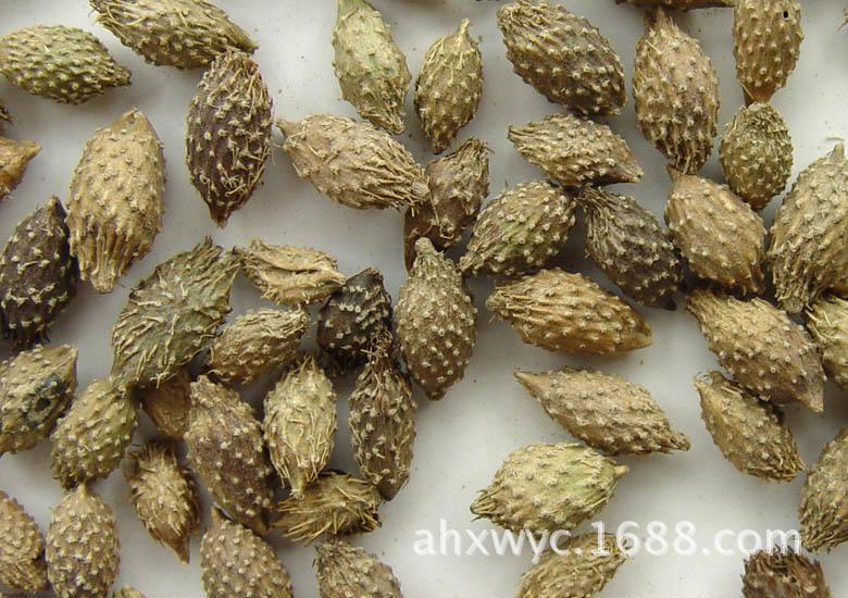 苍耳子提取物uv