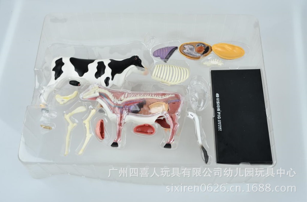 幼儿园专区 动物标本 奶牛标本解剖模型带器官骨骼 26100