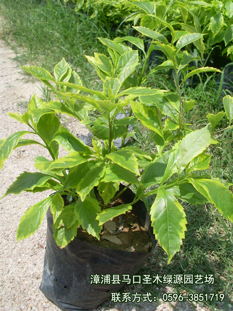 【热销供应 庭院盆栽花卉植物 室外植物 黄金叶