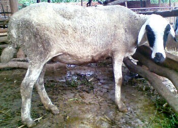 贵州养羊场 供应湖羊羊羔 肉羊孕羊种羊养殖行情 供圈养技术