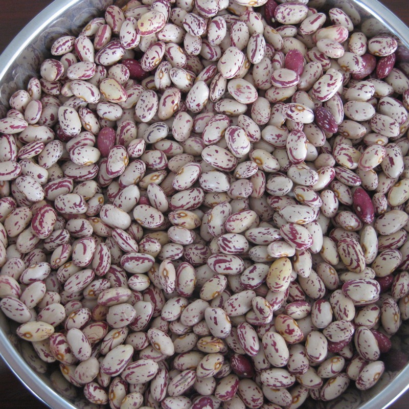 大量供应黑芸豆 又名黑豆 黑龙江依安产地 优质豆类专供