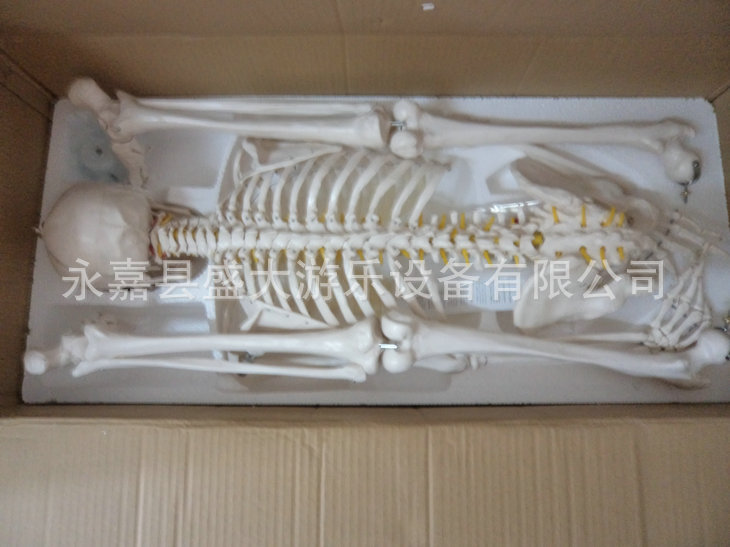 儿童实验人体骨骼模型85CM 人骨架 人骨标本