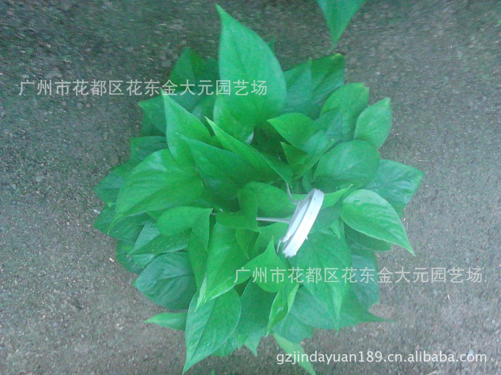 【2013绿萝青叶,吊兰,再生植物,容易养,质量好