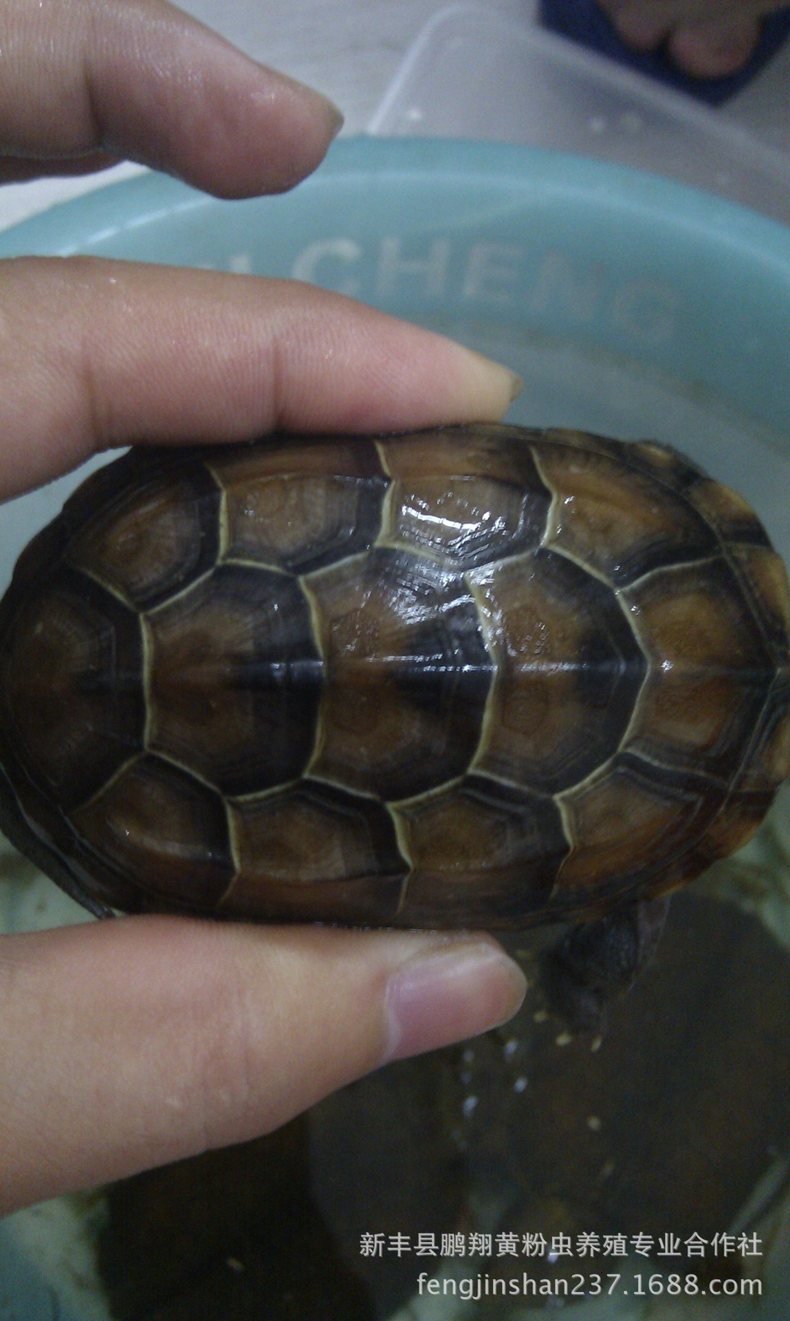 中华龟价格 中华草龟背甲7公分 金线草龟品种