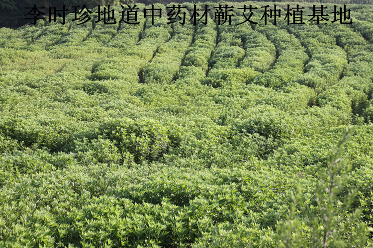 供应李时珍故里特产湖北蕲春三年蕲艾叶艾叶250克有包装袋