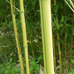 竹子基地 批发黄金竹 金香玉竹 品种齐全 价格优惠