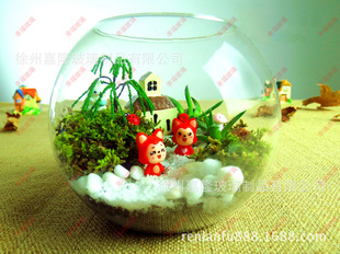 玻璃花瓶 器皿宜家风格 空气凤梨+超可爱款小圆球 水培植物用瓶
