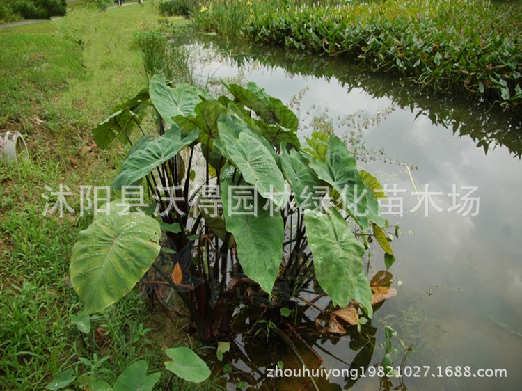 供应 批发水景观叶植物 水生花卉 水生植物 紫芋 紫芋