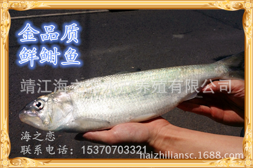 新鲜鲥鱼批发长江鲥鱼 活水鲥鱼|美国鲥鱼|养殖鲥鱼