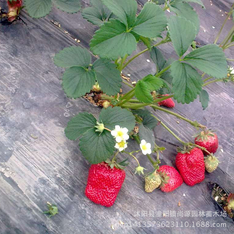 法兰地草莓苗_优质脱毒草莓苗 丰 法兰地草莓