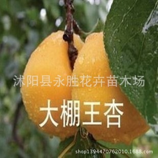 杏树 杏子树 果树苗 杏子树苗 杏树小苗 肉嫩润口 品种齐全 种植