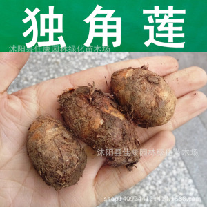 中药材种子新采优质独角莲种子滴水参天南星种子芋叶半夏种子野芋