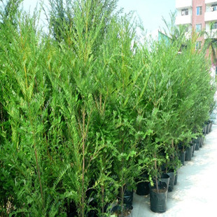 优质红豆杉小苗---净化空气---量大价格优惠