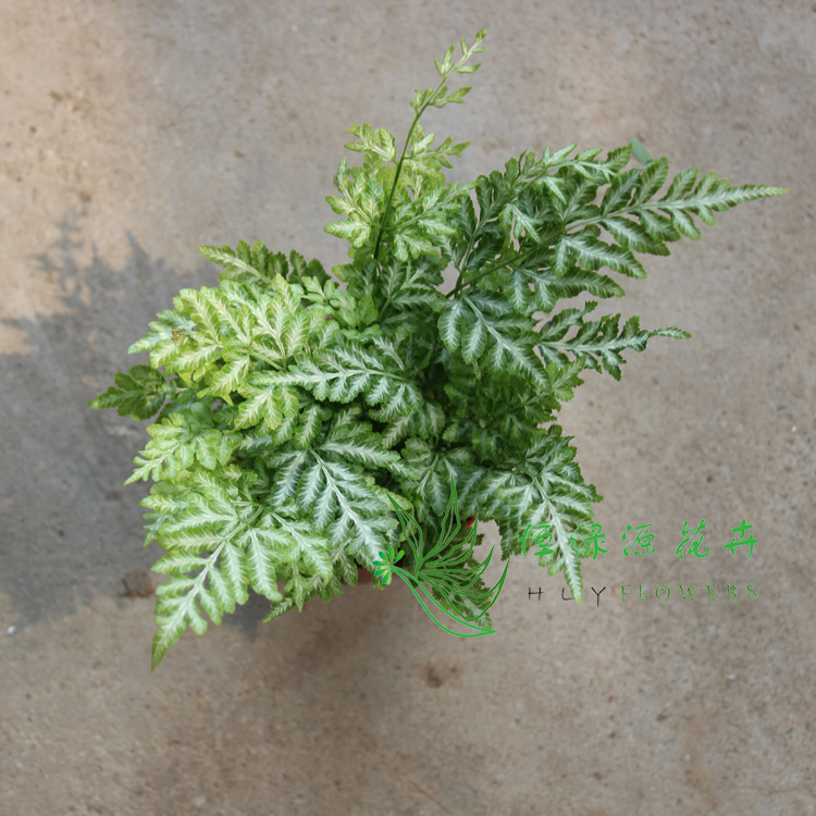 批发蕨类植物小盆栽幸福草情人草室内盆栽(a90)夏雪银线蕨