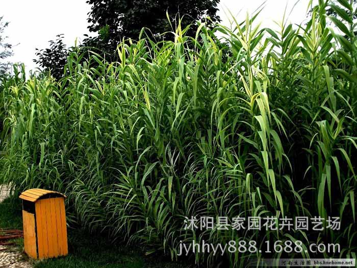 批发园林植物湿地水生植物芦竹河堤沼泽地湿地或浅水